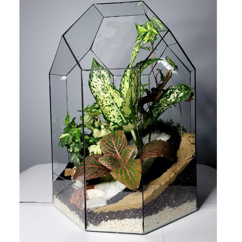 گیاه طبیعی تراریوم مدل مانتیس