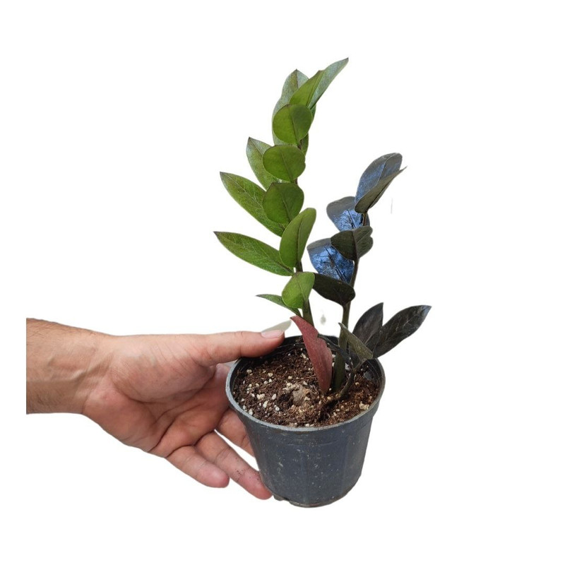 گیاه طبیعی زاموفیلیا بلک مدل 012