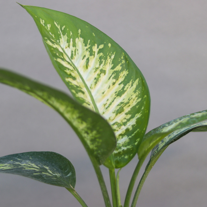 گیاه طبیعی دیفن باخیا کد 01 گیاه طبیعی دیفن باخیا کد 01