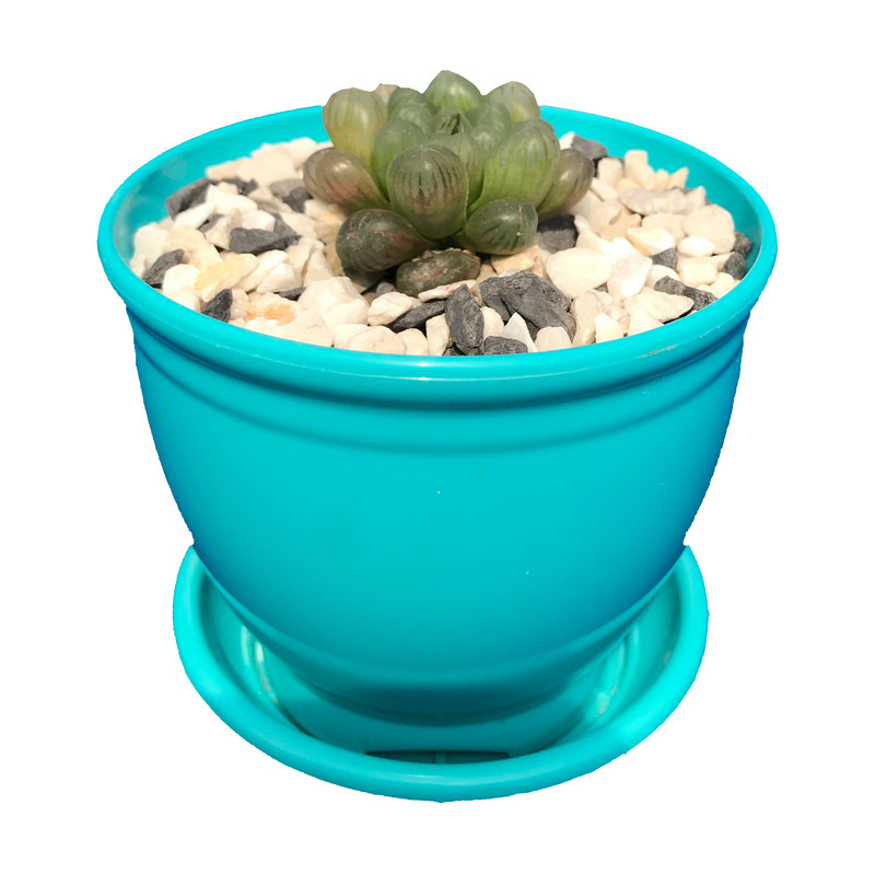 گیاه طبیعی کاکتوس هاورتیا کوپری مدل RT-100