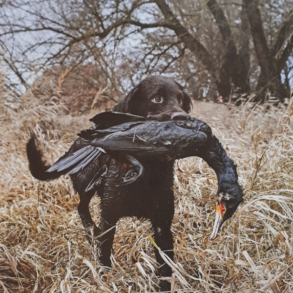 مجله PIRSCH سپتامبر 2023