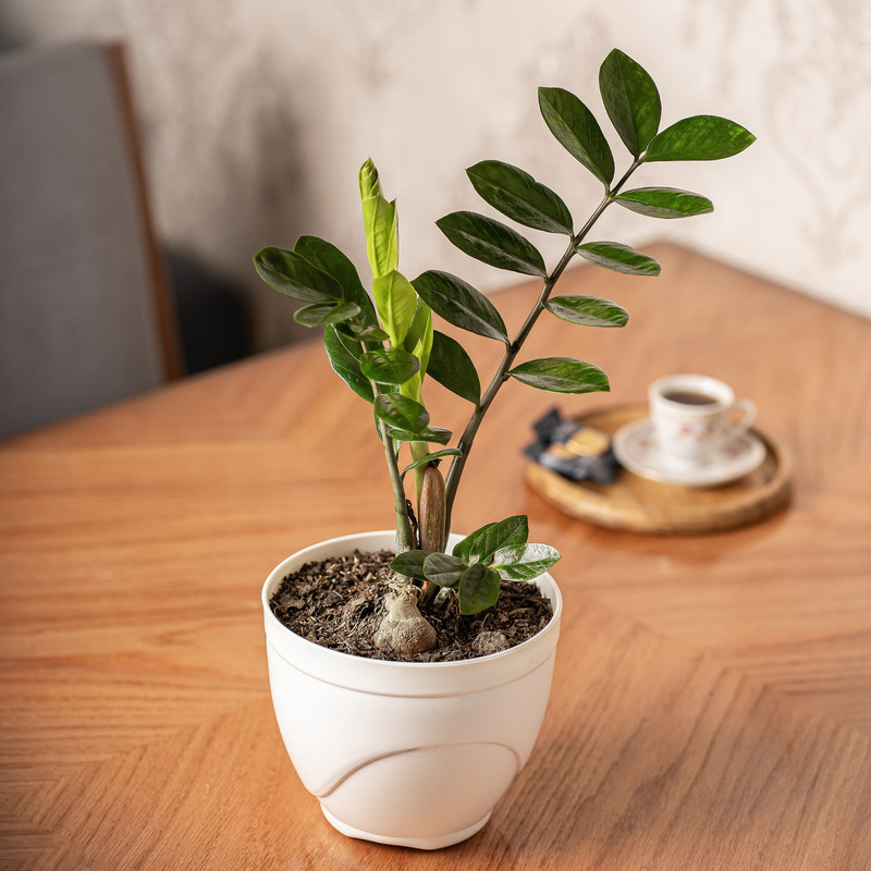 گیاه طبیعی زاموفیلیا مدل سفالی