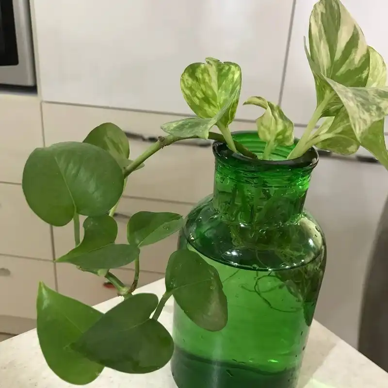 گلدان دکوری مدل شیشه ای