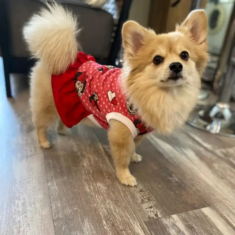 لباس سگ و گربه مدل مینی موس 34 سایز XL