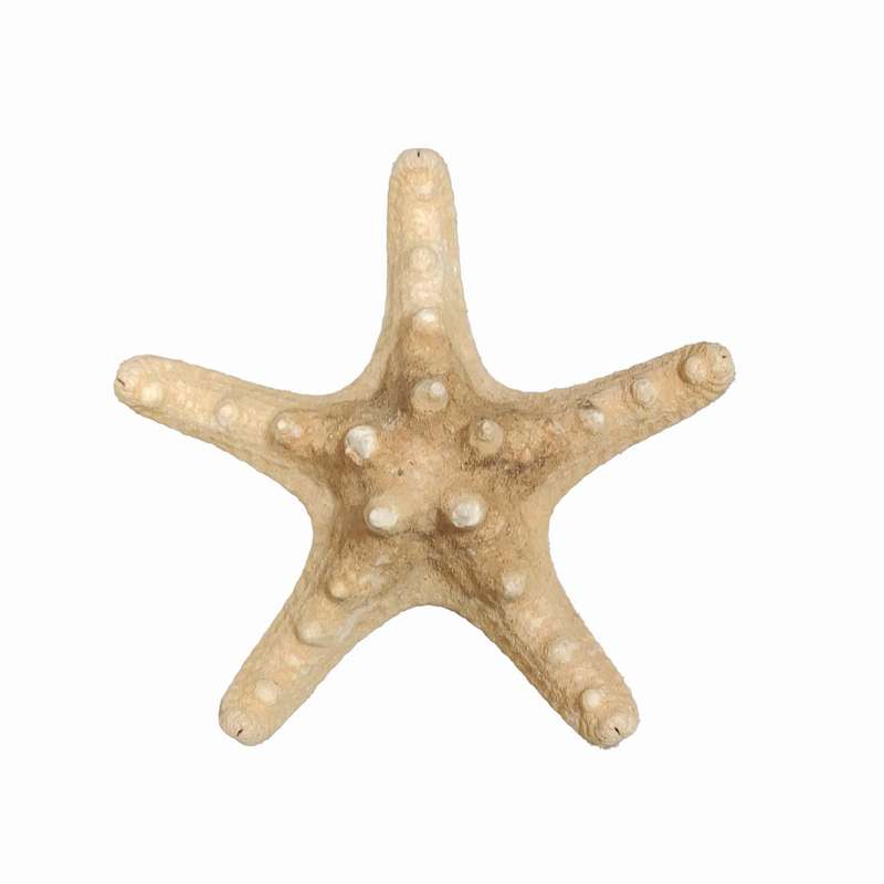 ستاره دریایی تزیینی مدل n11