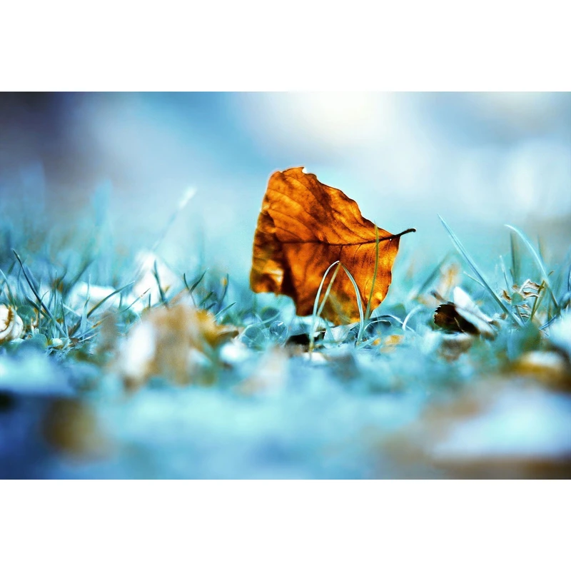 تابلو شاسی طرح برگ پاییز و چمن مدل T1245