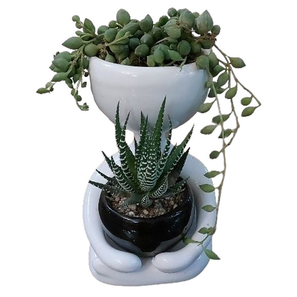 گیاه طبیعی کاکتوس مدل F-07