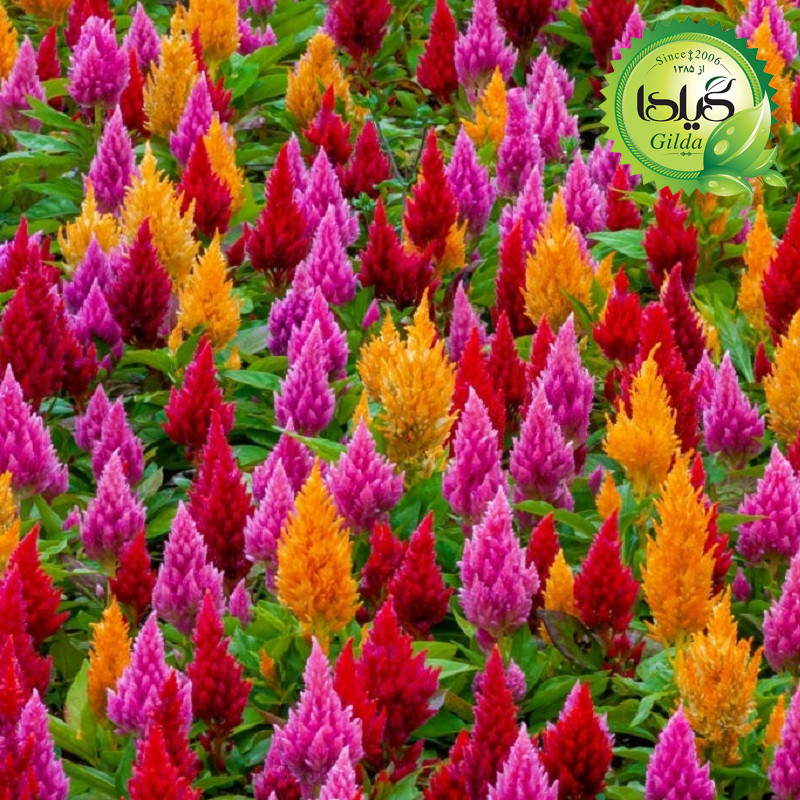 بذر تاج خروسی دم روباهی گیلدا کد 802