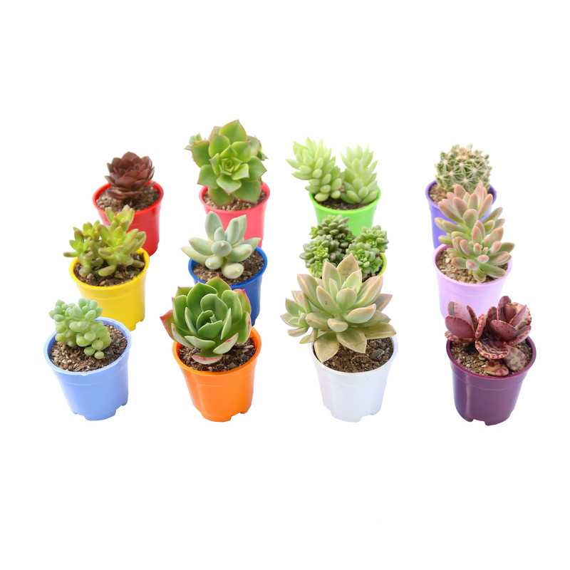 گیاه طبیعی کاکتوس و ساکولنت آیدین کاکتوس کد CB-029 مجموعه 12 عددی