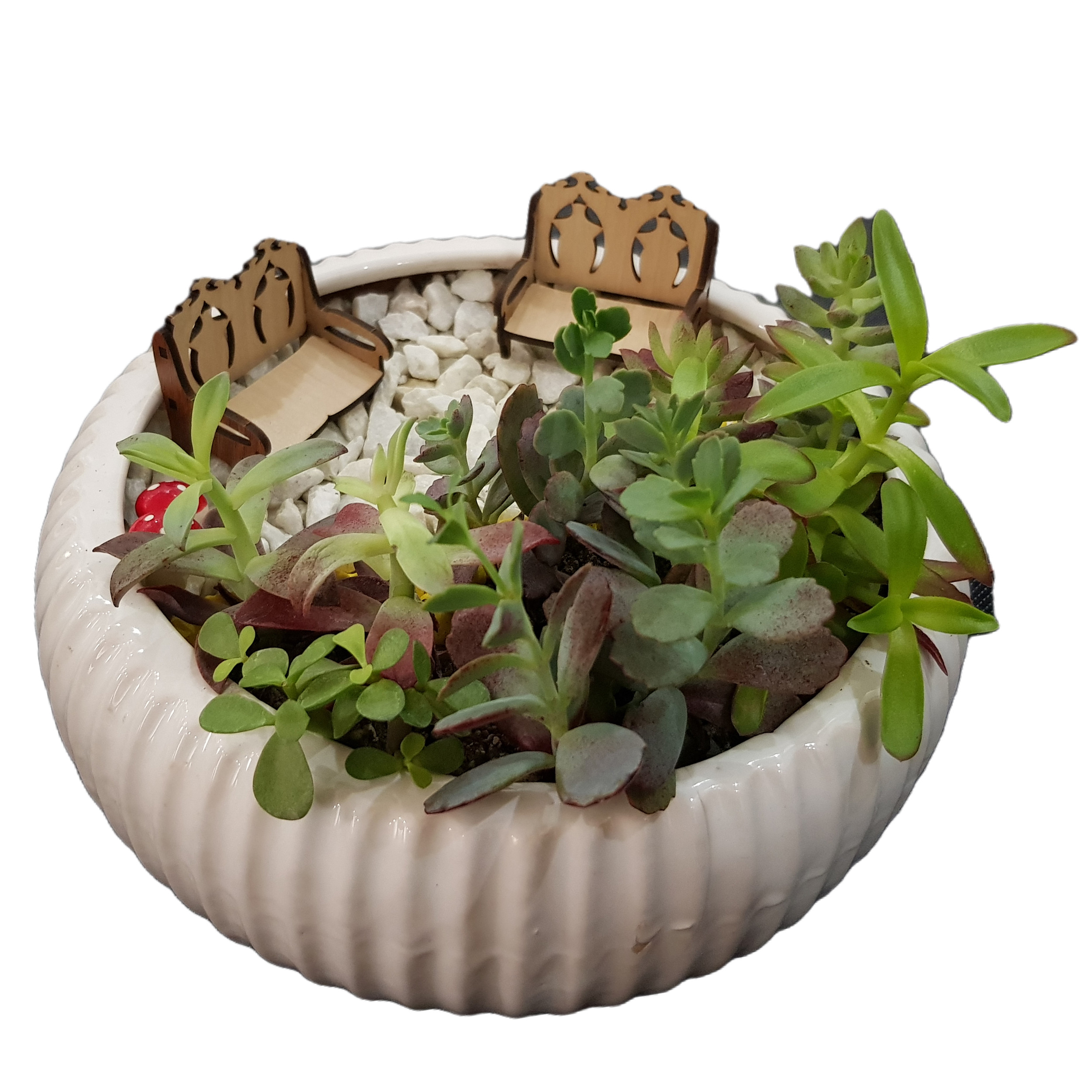 گیاه طبیعی دیش گاردن ساکولنت مدل 127 گیاه طبیعی دیش گاردن ساکولنت مدل 127