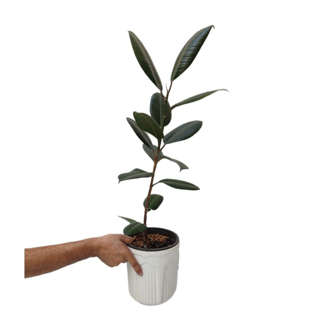 گیاه طبیعی فیکوس بلک مدل 03