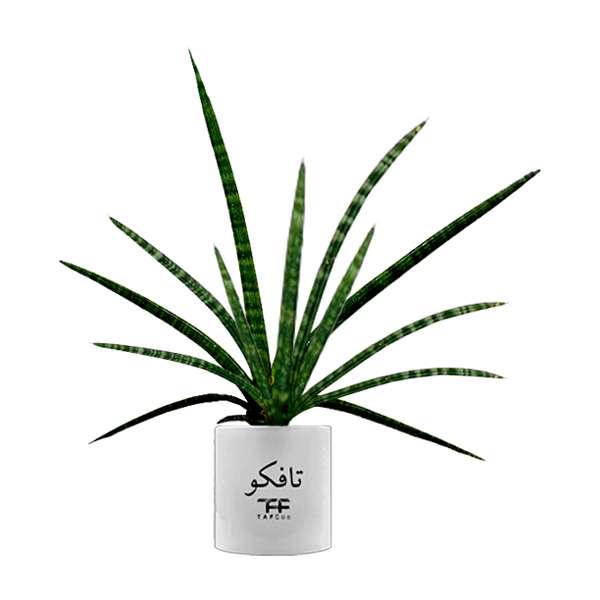 گل طبیعی سانسوريا تافکو مدل مدادی کد s1