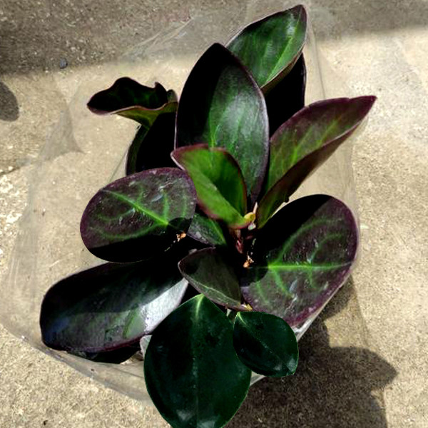 گل طبیعی قاشقی بلک تافکو مدل s1