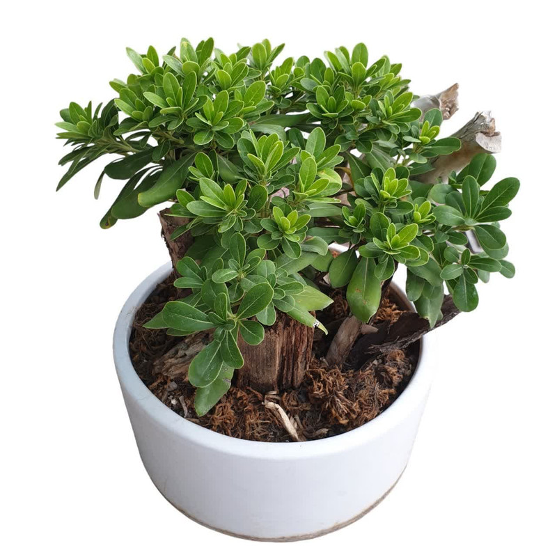 گیاه طبیعی بنسای میخک هندی کد 110