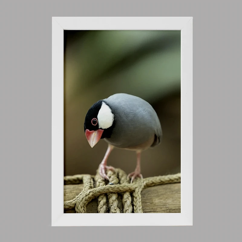 تابلو خندالو مدل پرنده کد F1261