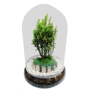 گیاه طبیعی شمشاد مدل C-3