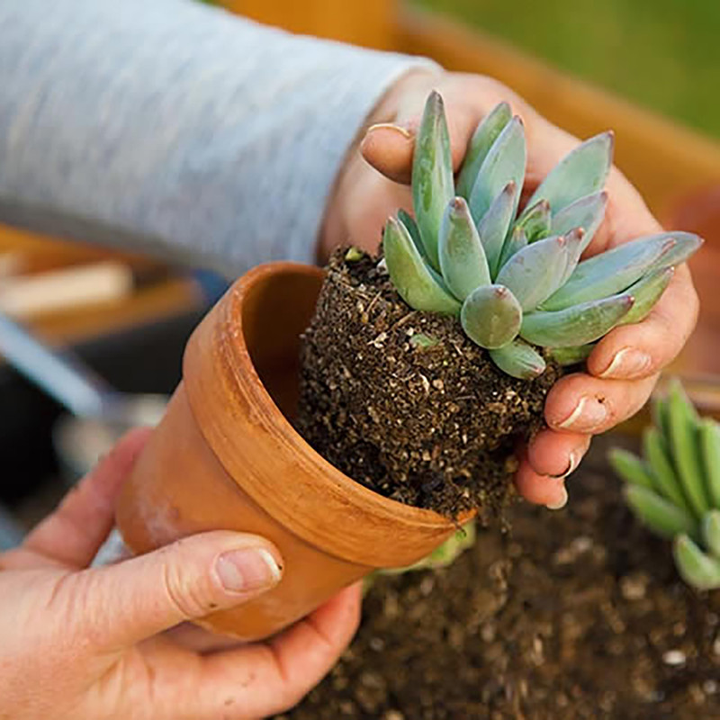 خاک ساکولنت آنتیک خاک مدل 20Litr وزن 10 کیلوگرم