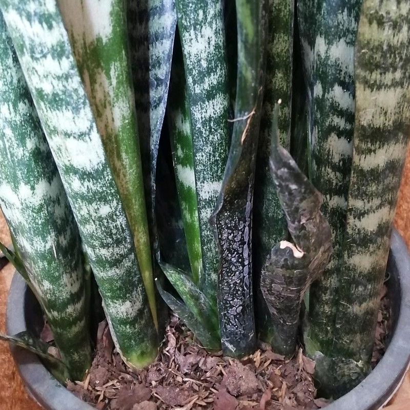 گیاه طبیعی سانسوریا کد ss01