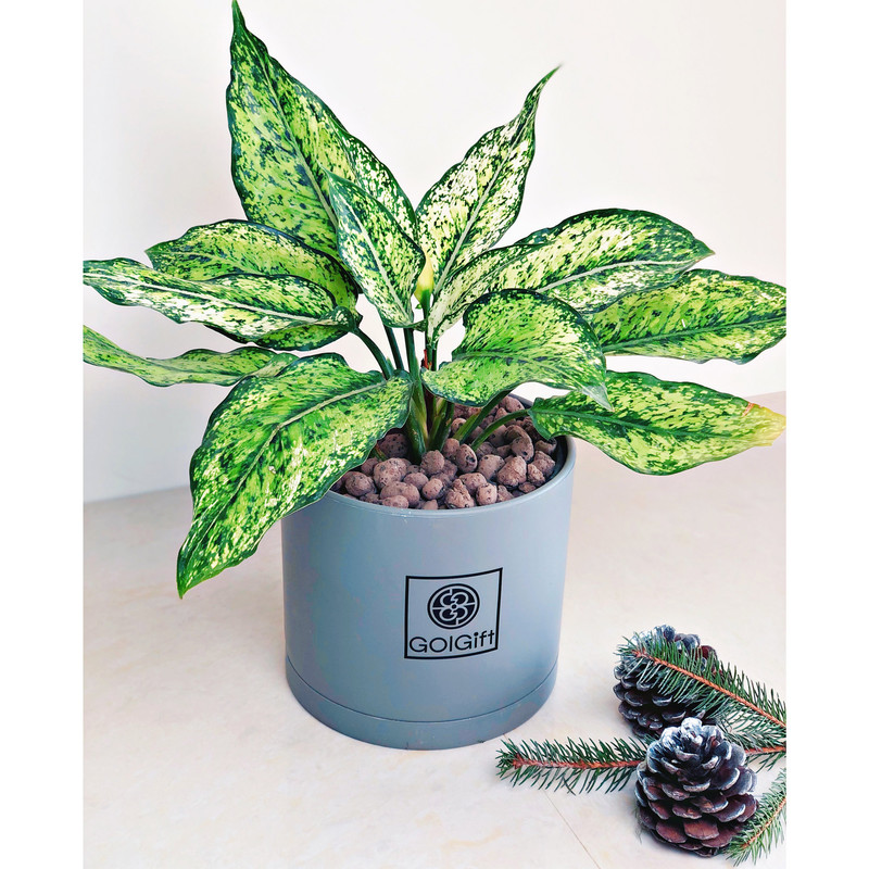 گیاه طبیعی آگلونما سفید گل گیفت کد GP007