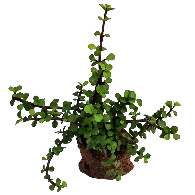 گیاه طبیعی خرفه مدل B-14