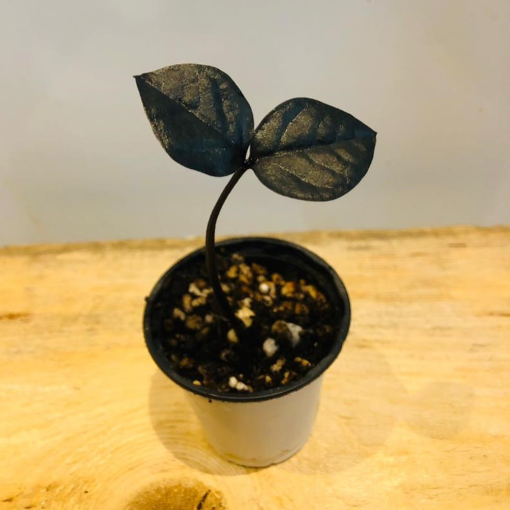 گیاه طبیعی زاموفیلیا بلک مدل sh-2021