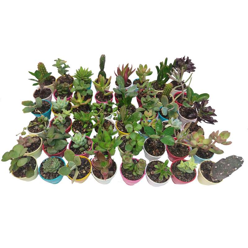 گیاه طبیعی کاکتوس انگشتی کد CS4-48 مجموعه 48 عددی