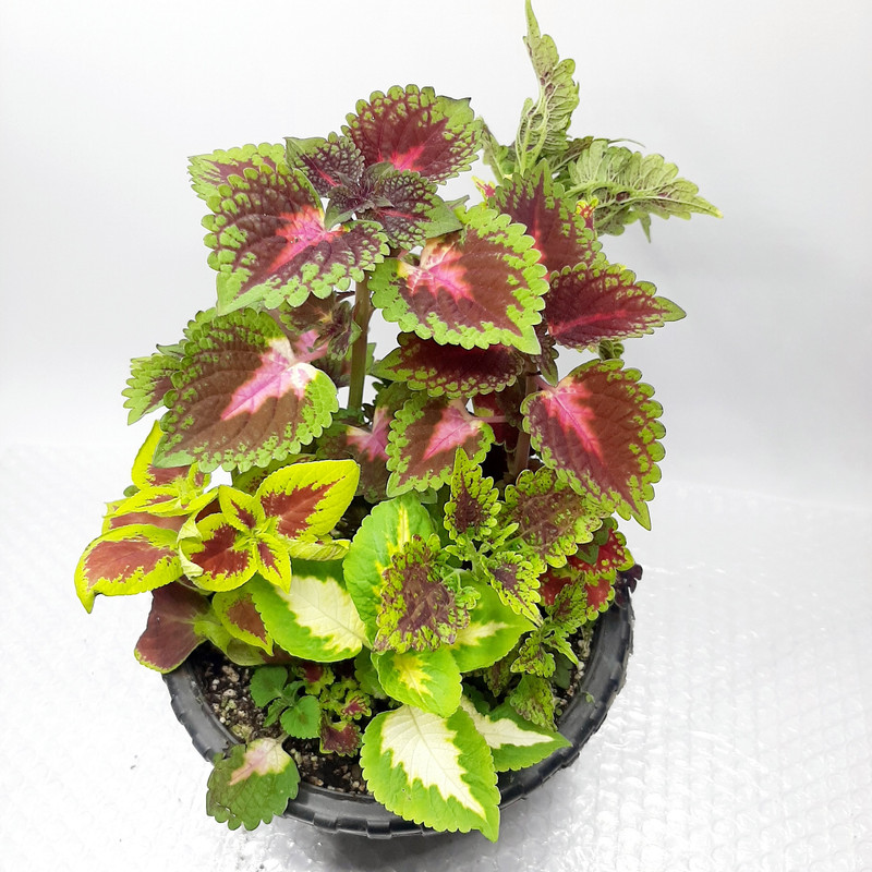 گیاه طبیعی حسن یوسف کد PB مجموعه 4 عددی