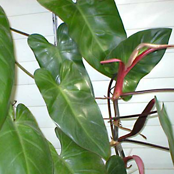 گل طبیعی فیلودندرون تافکو مدل گوش گرگی بالا رونده کد 2039