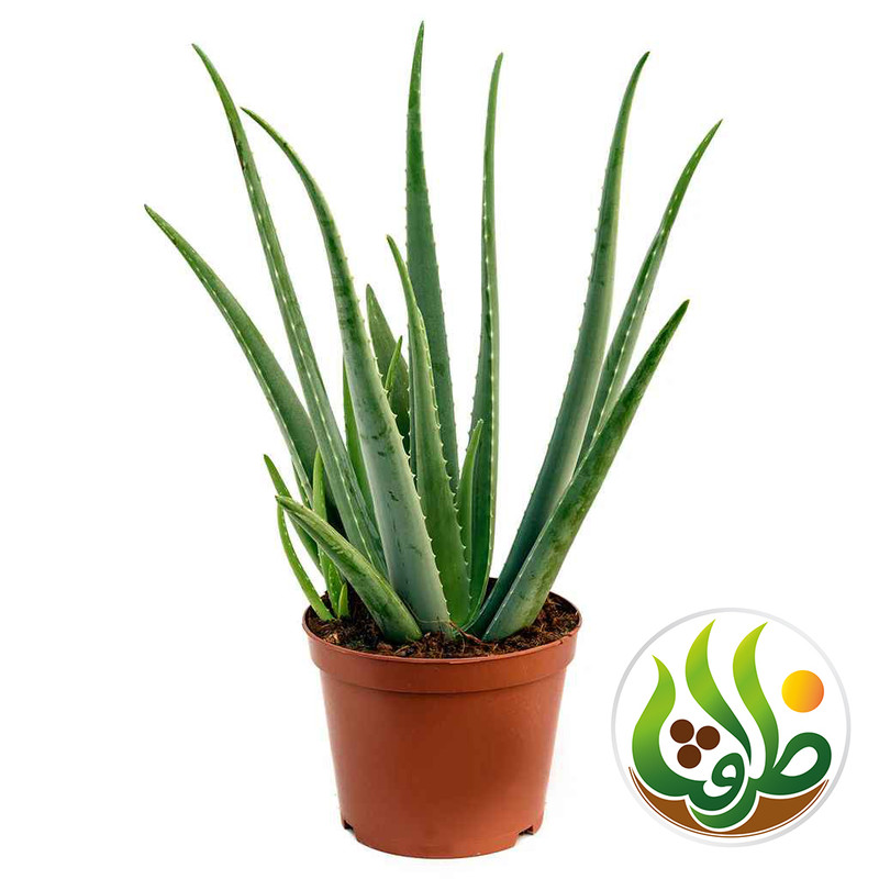 کود کامل آلوئه ورا ظرافت مدل KO21124 وزن 250 گرم کود کامل آلوئه ورا ظرافت مدل KO21124 وزن 250 گرم
