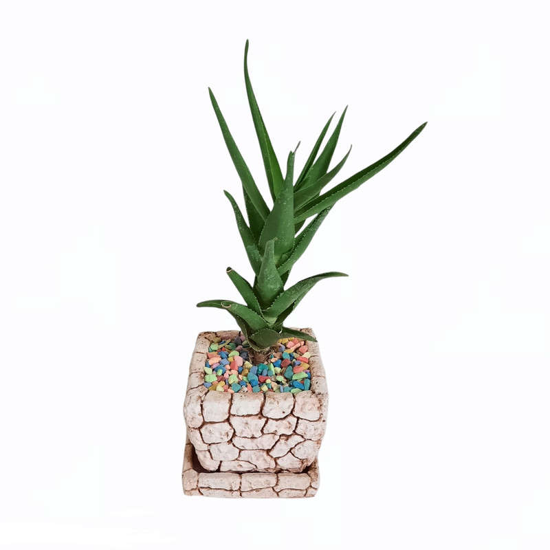 گیاه طبیعی آلوئه ورا مدل شاخ بزی