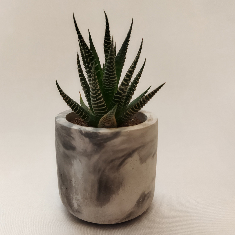 گیاه طبیعی کاکتوس هاورتیا کد pg_22