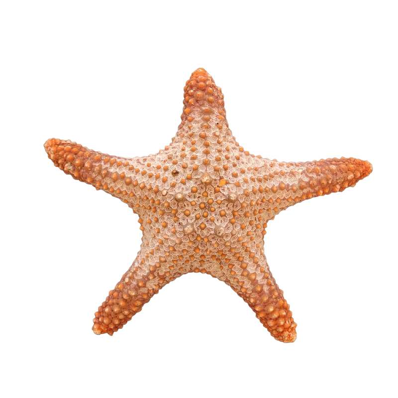 ستاره دریایی تزیینی مدل s1