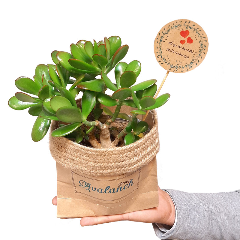 گیاه طبیعی کراسولا آربرسینز کد P.A.05 گیاه طبیعی کراسولا آربرسینز کد P.A.05