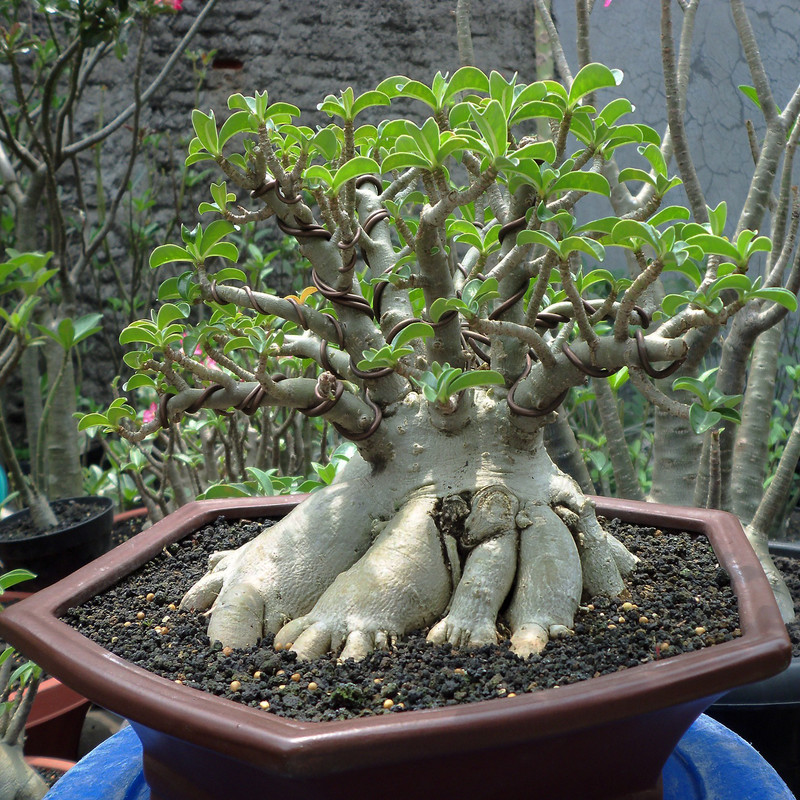 بذر بنسای آدنیوم عربیکوم سانیا سید مدل 10