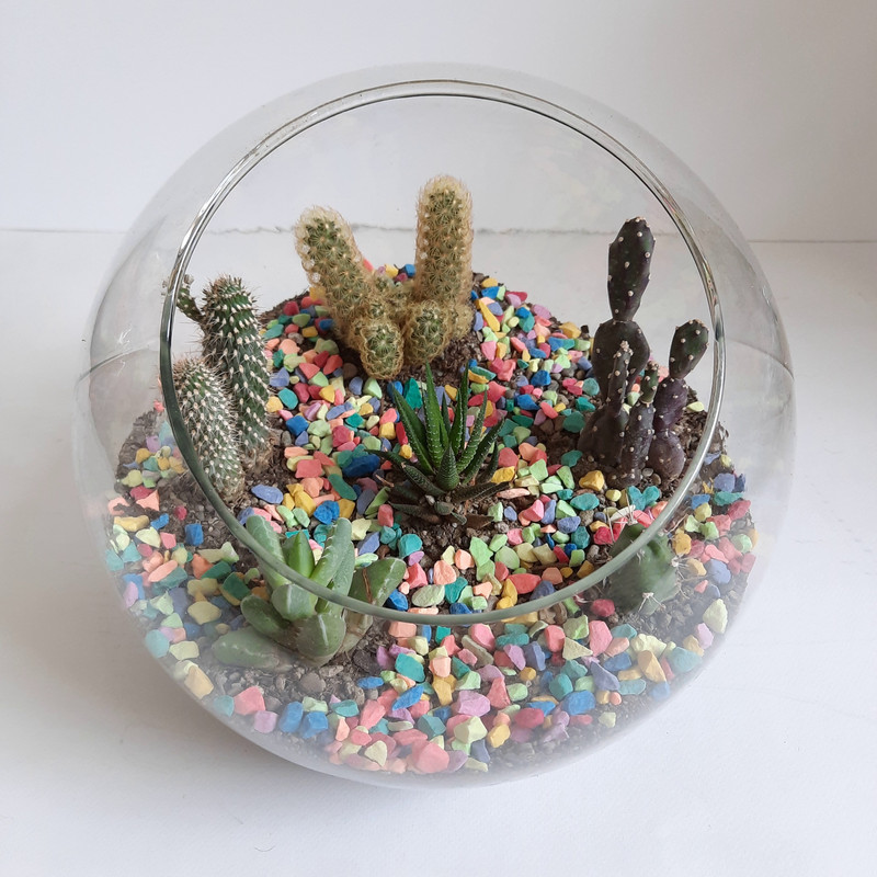 گیاه طبیعی کاکتوس مدل دیش گاردن کد S