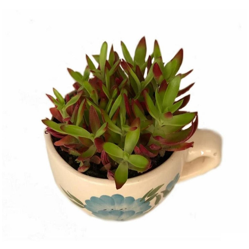 گیاه طبیعی کراسولا آتشین مدل CUP