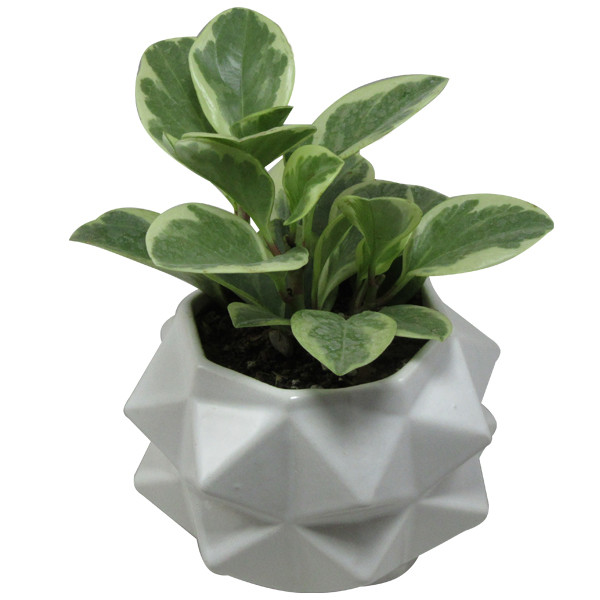 گیاه طبیعی پیرومیا کد AB - S01 گیاه طبیعی پیرومیا کد AB - S01