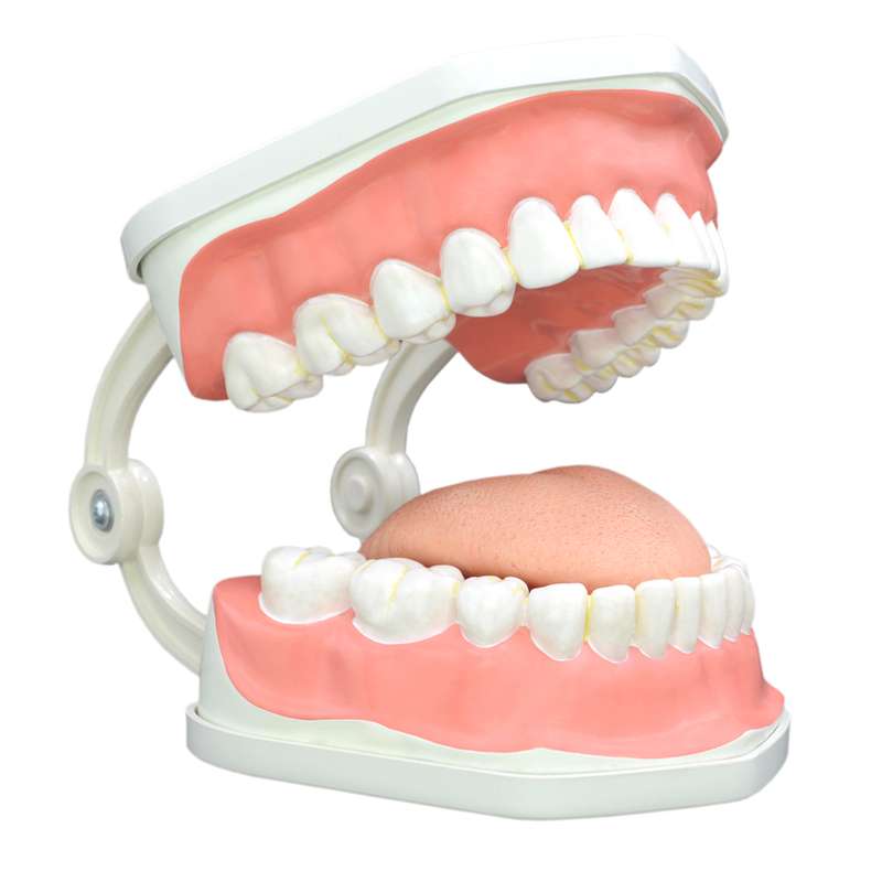 بازی آموزشی مولاژ دندان انسان مدل Dentalcare2