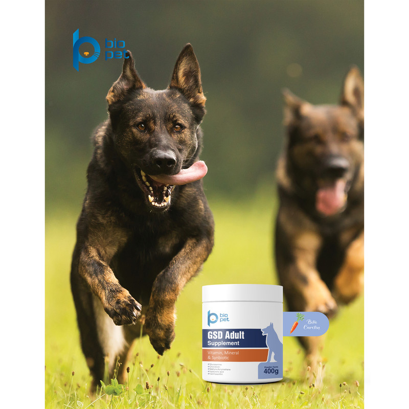 پودر مکمل سگ ژرمن بالغ بایو پت مدل GSD Adult وزن 400 گرم