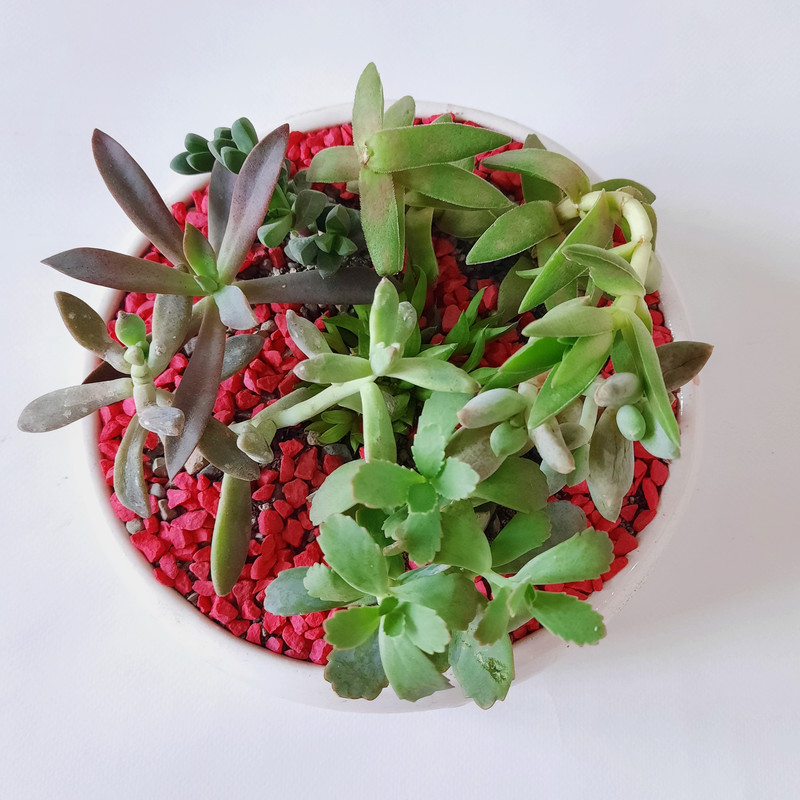 گیاه طبیعی مدل دیش گاردن ساکولنت کد 005