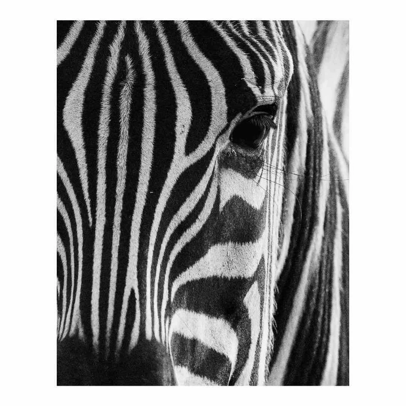 پوستر مدل حیوانات گورخر