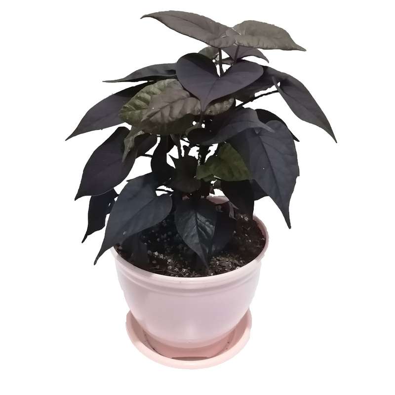 گیاه طبیعی ایپومیا بلک مدل B-22 گیاه طبیعی ایپومیا بلک مدل B-22