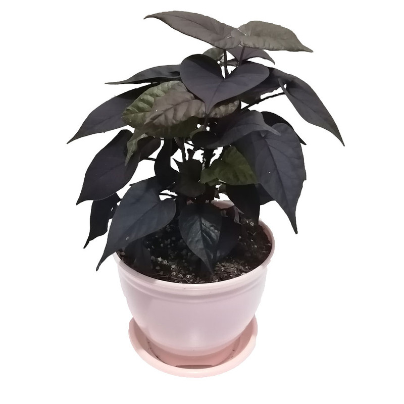 گیاه طبیعی ایپومیا بلک مدل B-22 گیاه طبیعی ایپومیا بلک مدل B-22