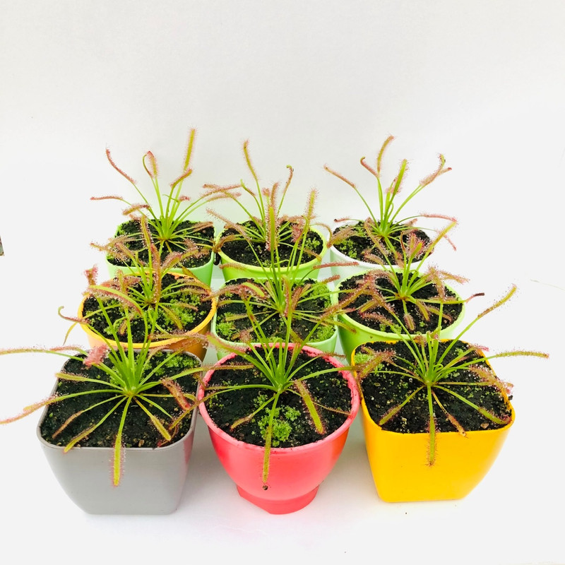 گیاه طبیعی دروزرا کپنسیس مدل Cap09 مجموعه 9 عددی