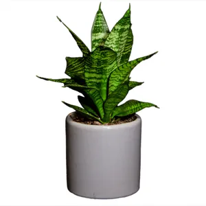 گیاه طبیعی سانسوریا مدل L-S-06