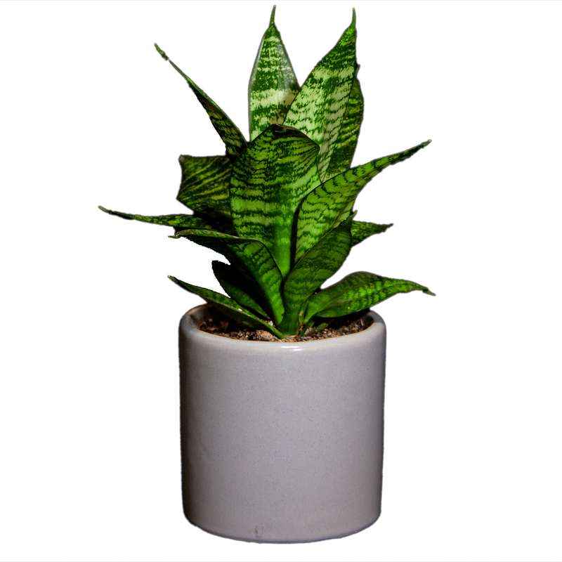 گیاه طبیعی سانسوریا مدل L-S-06 گیاه طبیعی سانسوریا مدل L-S-06