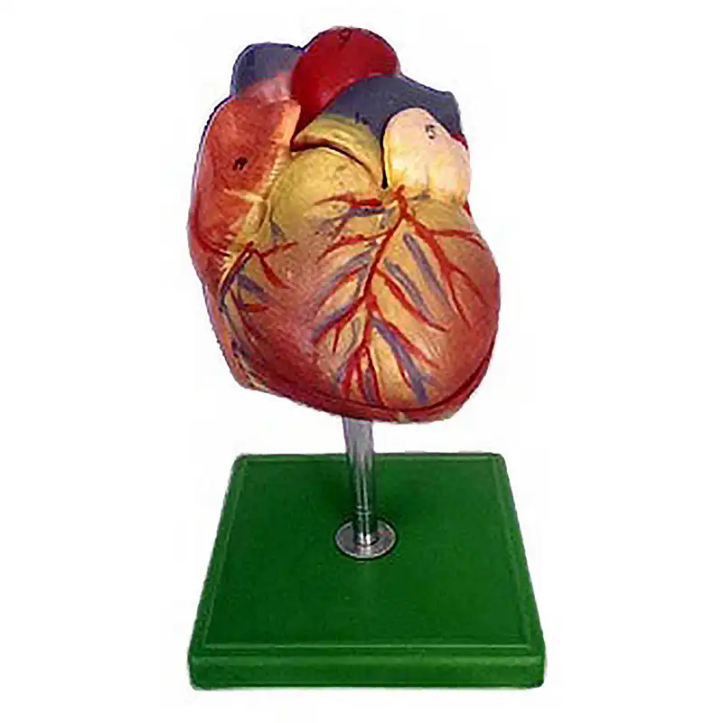 بازی آموزشی مدل مولاژ آناتومی قلب انسان