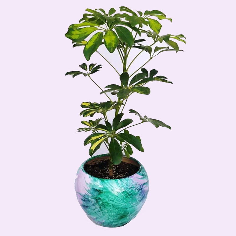 گیاه طبیعی شفلرا ابلق کد sh01 گیاه طبیعی شفلرا ابلق کد sh01