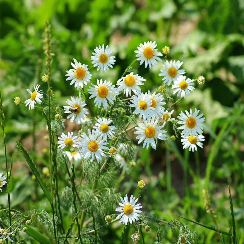 بذر گیاه بابونه شیرازی وانیا سید مدل X16