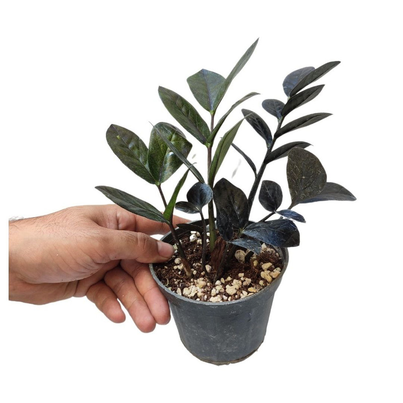 گیاه طبیعی زاموفیلیا بلک مدل 012